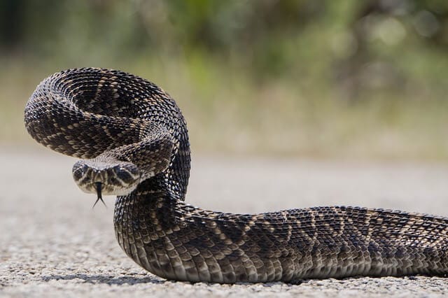 Rattlesnake state reptile