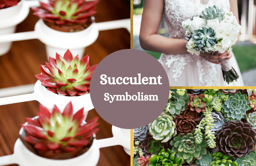 Succulent meaning