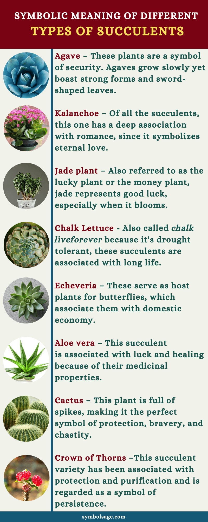 succulent varieties meanings and symbolism