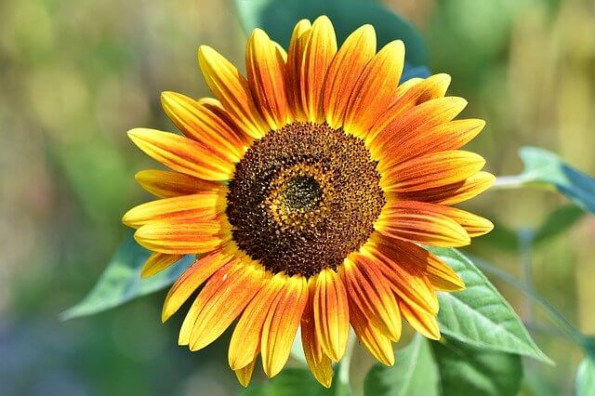 Sunflower Symbolism and Meaning Symbol Sage