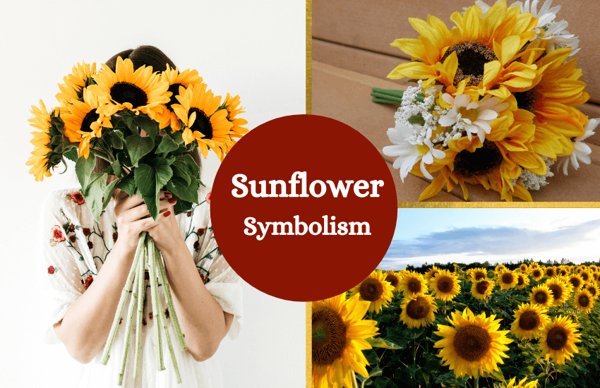sunflower meaning