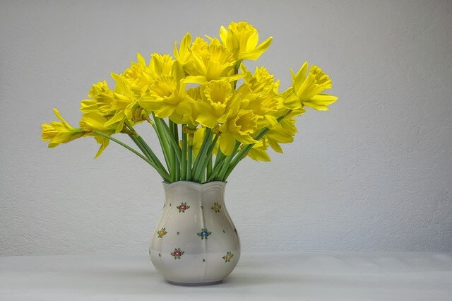 Symbolism of daffodil flower