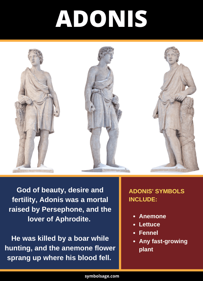 symbols of Adonis God of Beauty and Desire