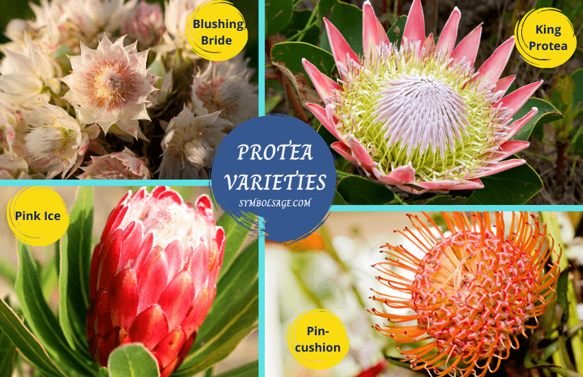 Types of Proteas