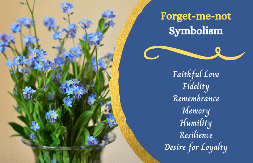 Significance of forget me nots