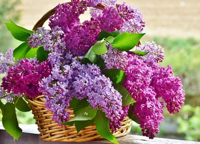what is lilac flower
