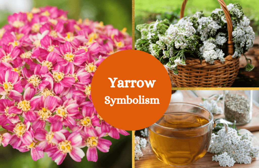 Yarrow Flower Symbolism and Meaning Symbol Sage