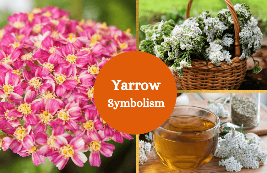 Yarrow symbolism meaning