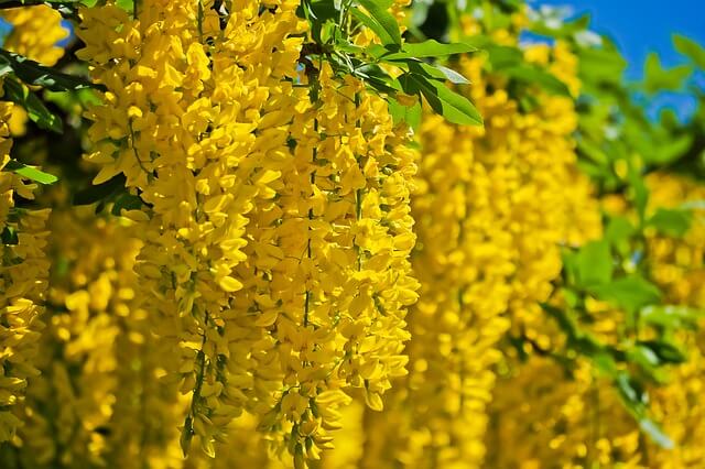 Yellow acacia flower