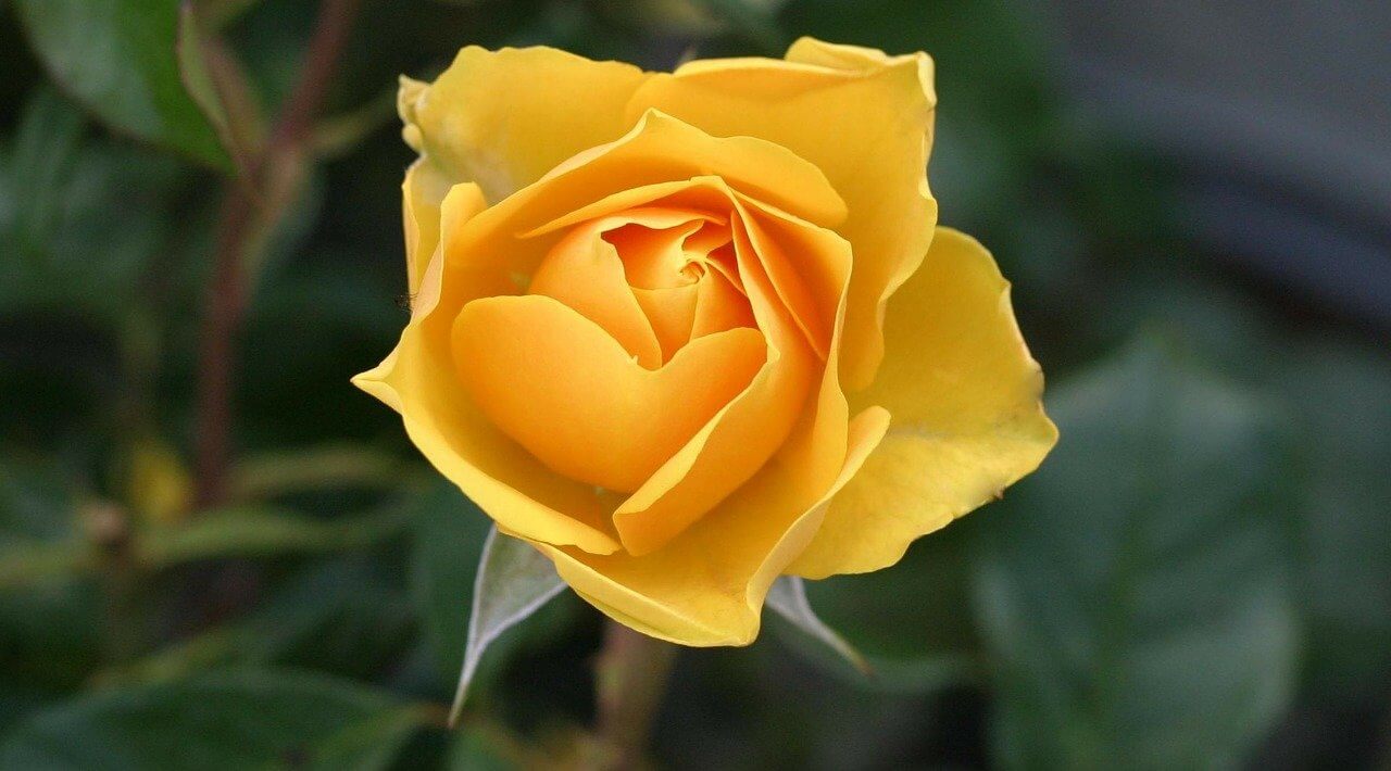 Yellow rose flower say thank you