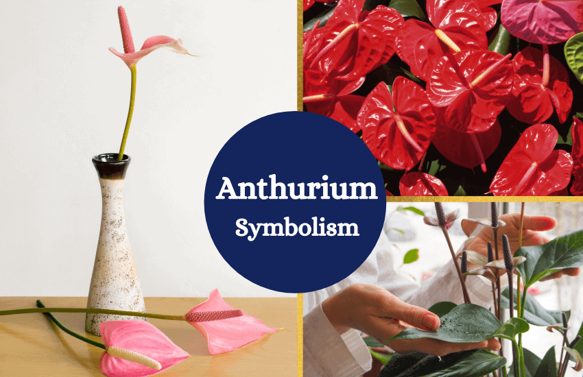 Anthurium flower symbolism