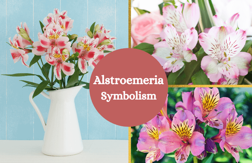 Alstroemeria flower symbolism
