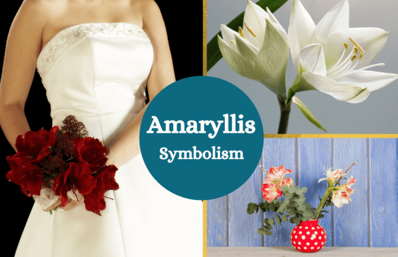 Amaryllis Flower Meaning and Symbolism Symbol Sage