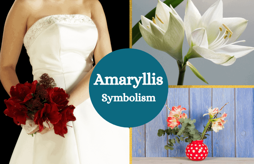 Amaryllis meaning symbolism