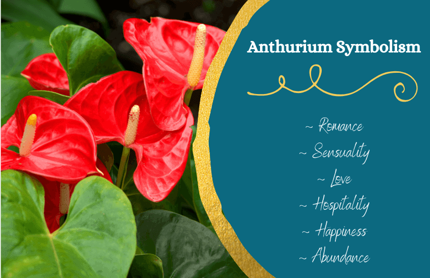 Anthurium flower meaning