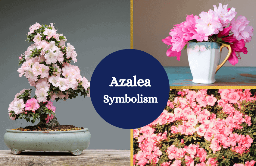 Azalea flower symbolism
