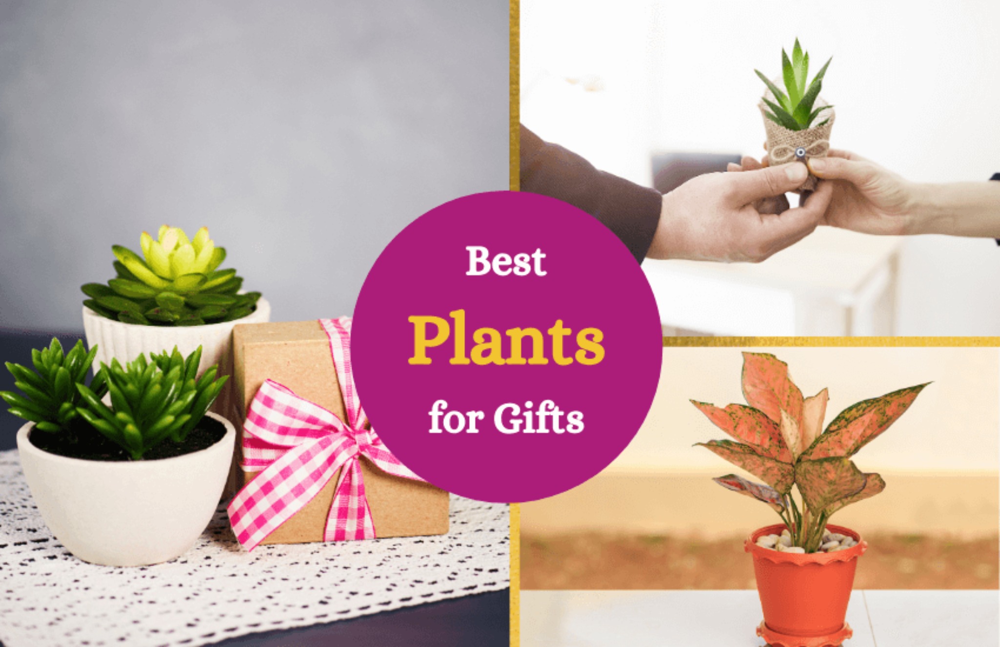 Best Plants to Give as Gifts (A List) Symbol Sage