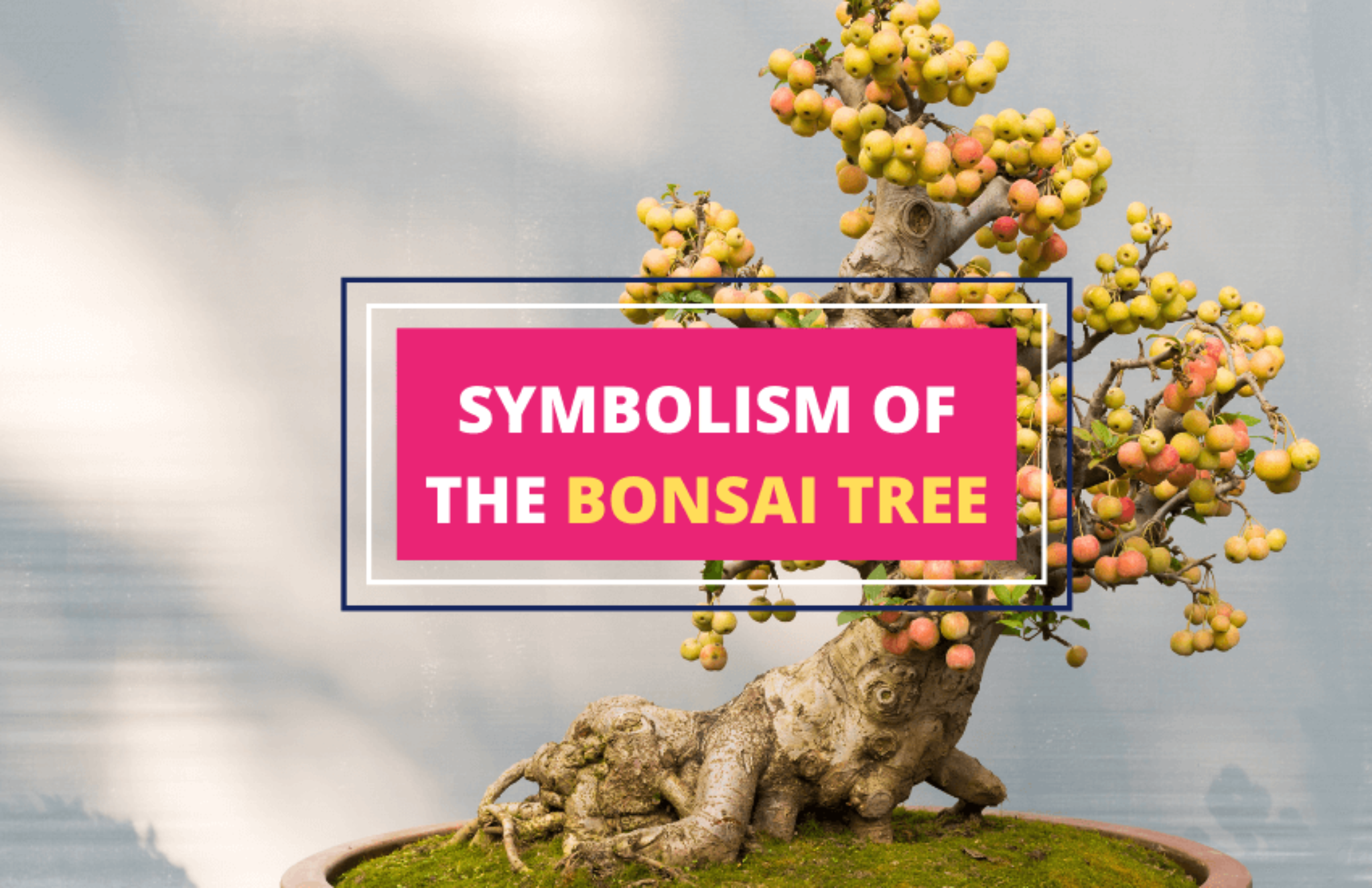 What Does the Bonsai Tree Symbolize? - Symbol Sage