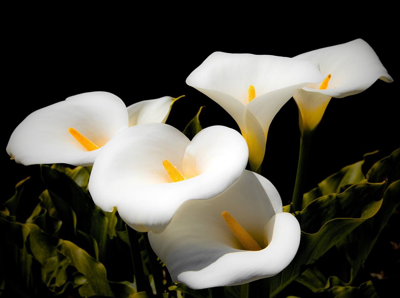 Calla lilies as anniversary gift