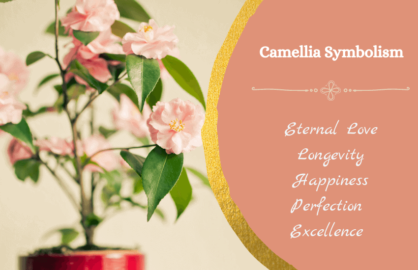 Camellia meaning symbolism