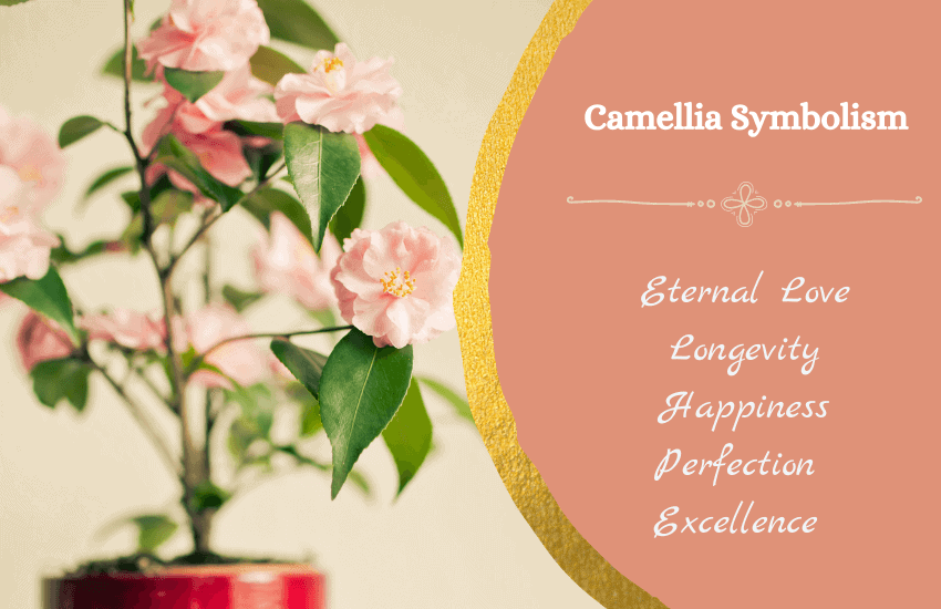 Camellias Symbols Of Eternal Love And Pure Devotion Symbol Sage Camellias Symbols Of Eternal Love And Pure Devotion Symbol Sage