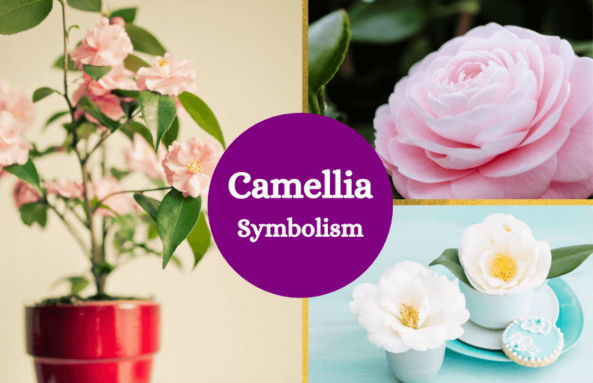 Camellia flower symbolism