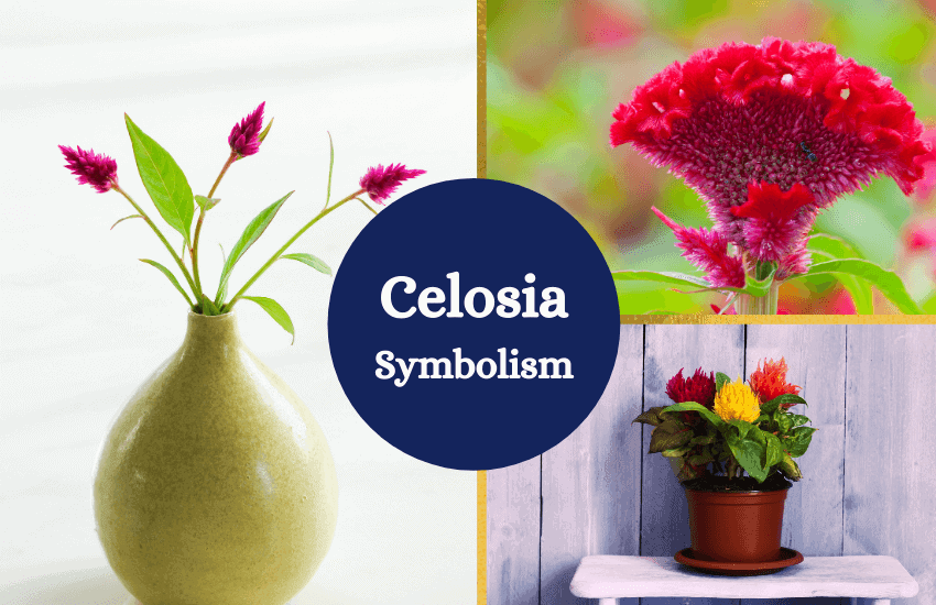 Celosia flower meaning symbolism