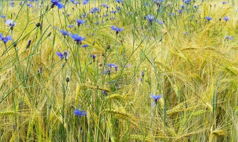Cornflowers: Exploring Their Symbolic and Cultural Significance ...