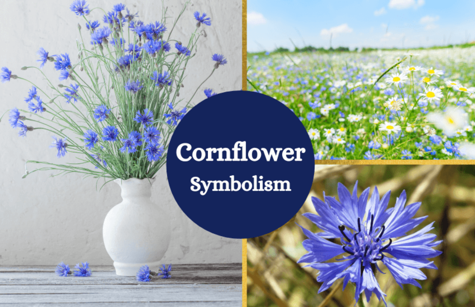 Cornflowers Exploring Their Symbolic and Cultural Significance