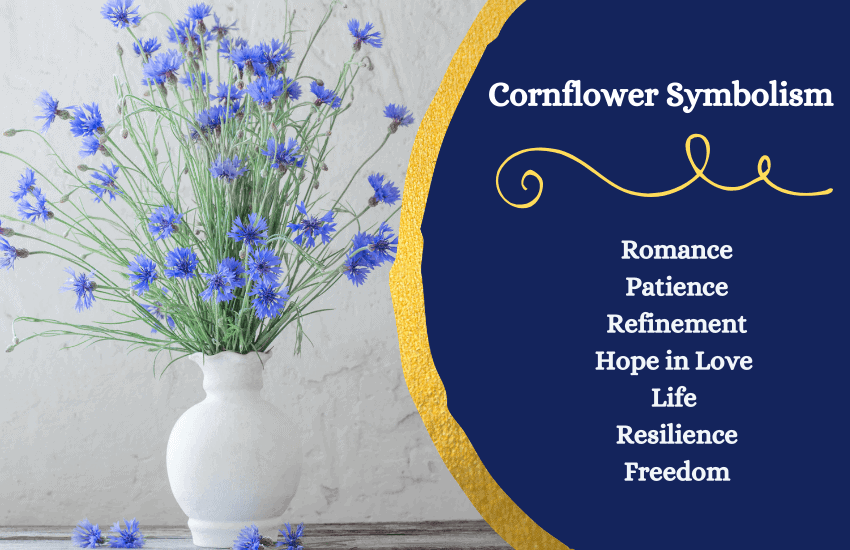 cornflower meaning