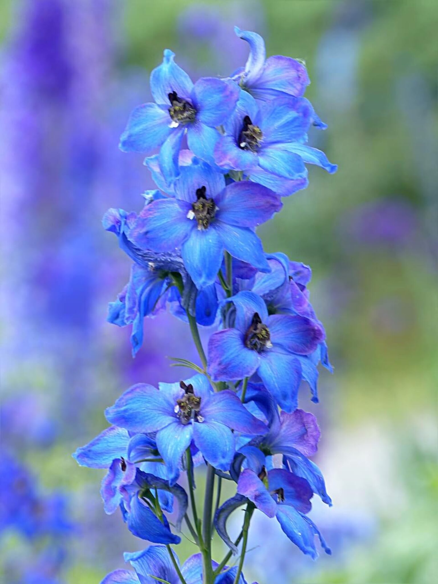 Delphinium Flower Symbolism And Meaning Symbol Sage Delphinium Flower Symbolism And Meaning Symbol Sage