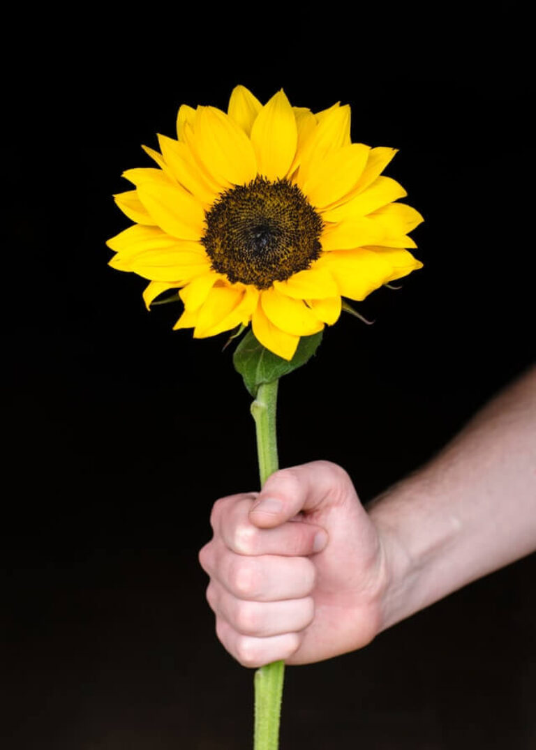 Masculine Flowers How to Give Flowers to a Man Symbol Sage
