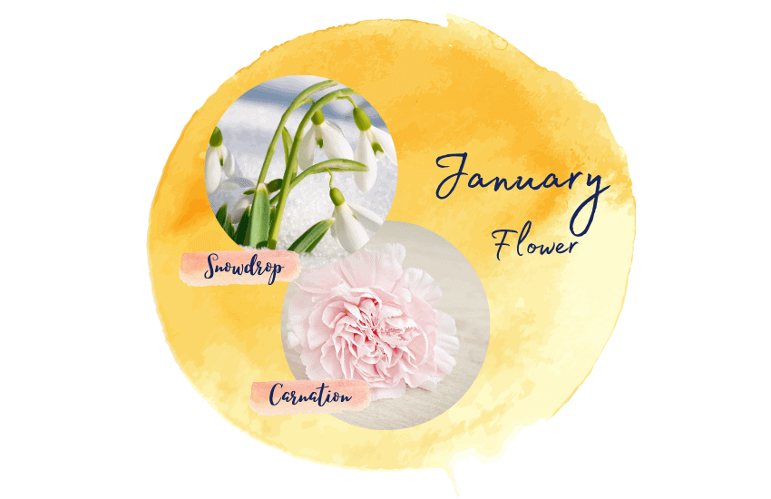 January birth flower