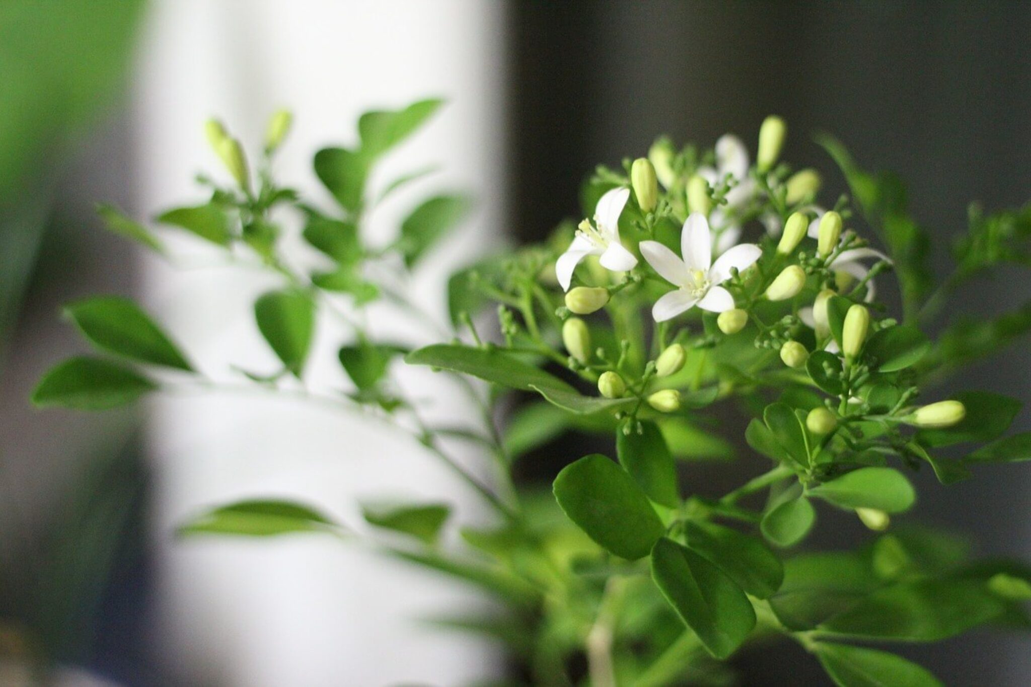 Best Plants As Housewarming Gifts A Practical Guide Best plants as housewarming gifts a practical guide