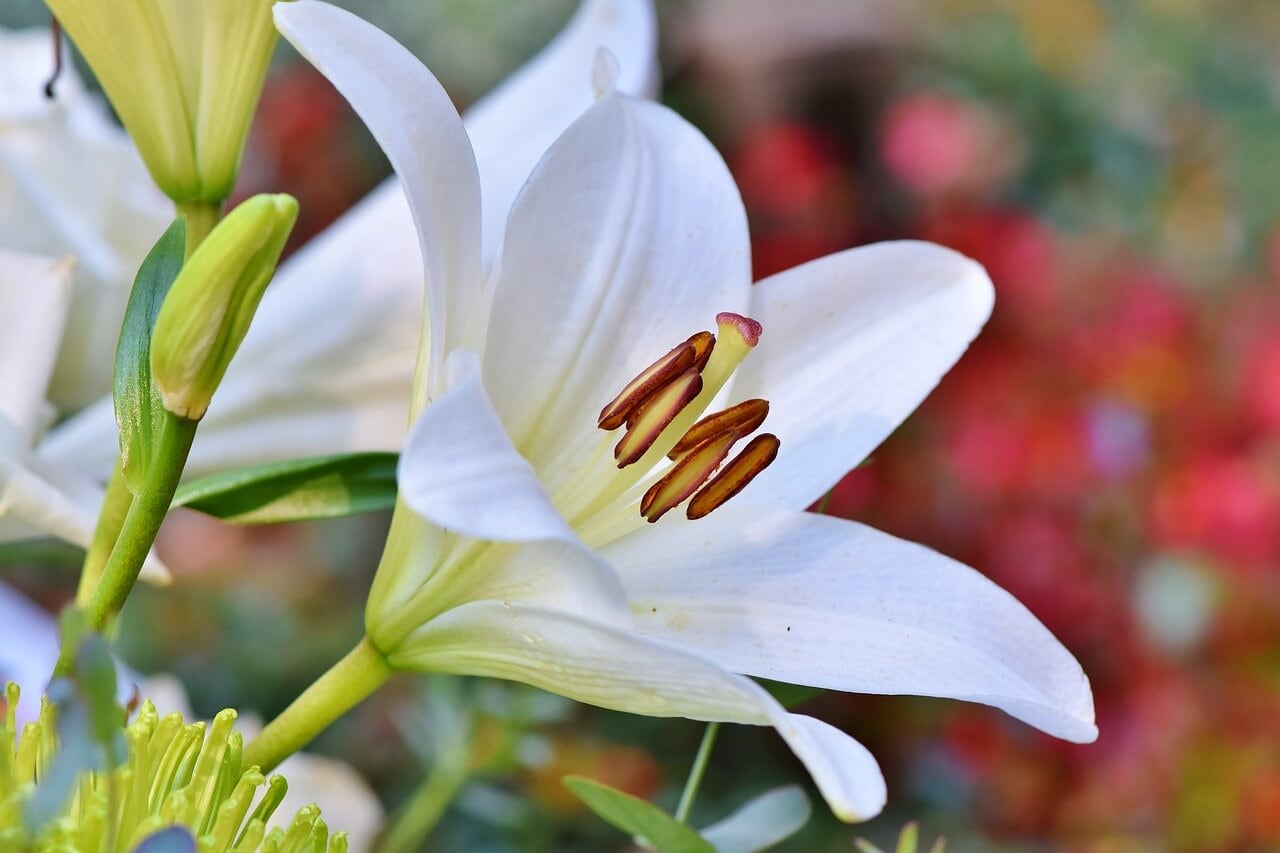 Lily white sympathy flowers