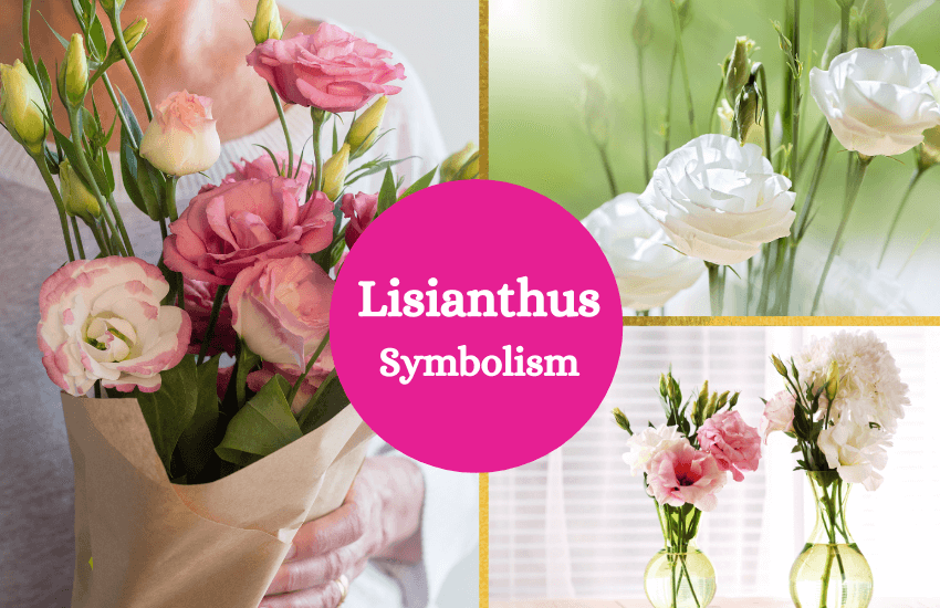 Lisianthus symbolism meaning