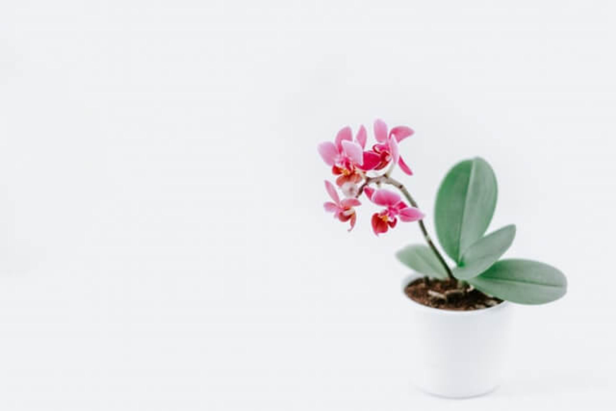 Best Plants as Housewarming Gifts (A Practical Guide)