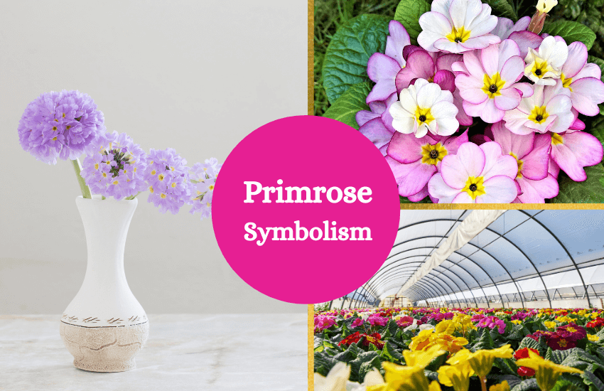 Primrose symbolism and meaning