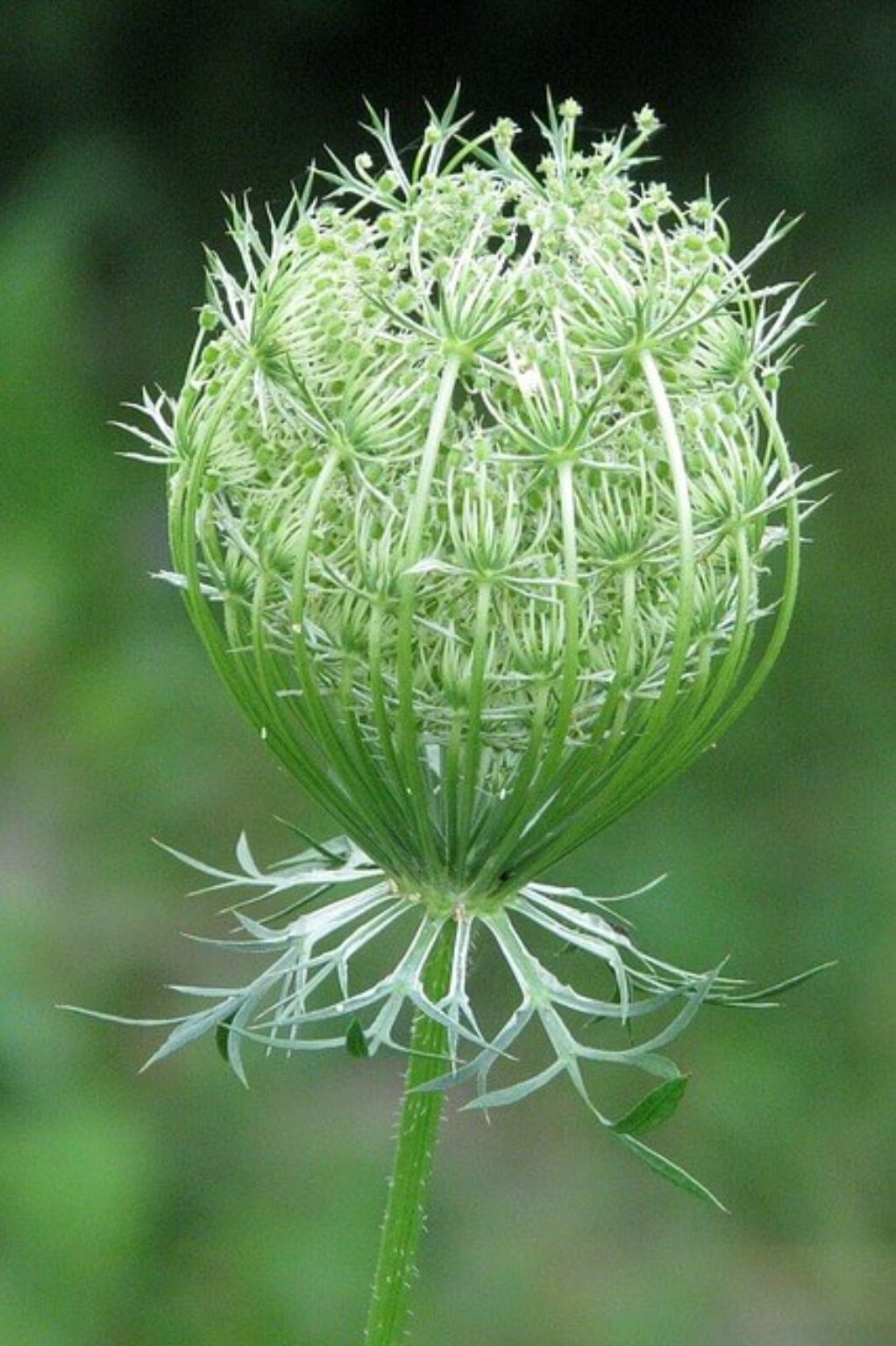 Queen Anne's Lace Symbolism and Meaning Symbol Sage