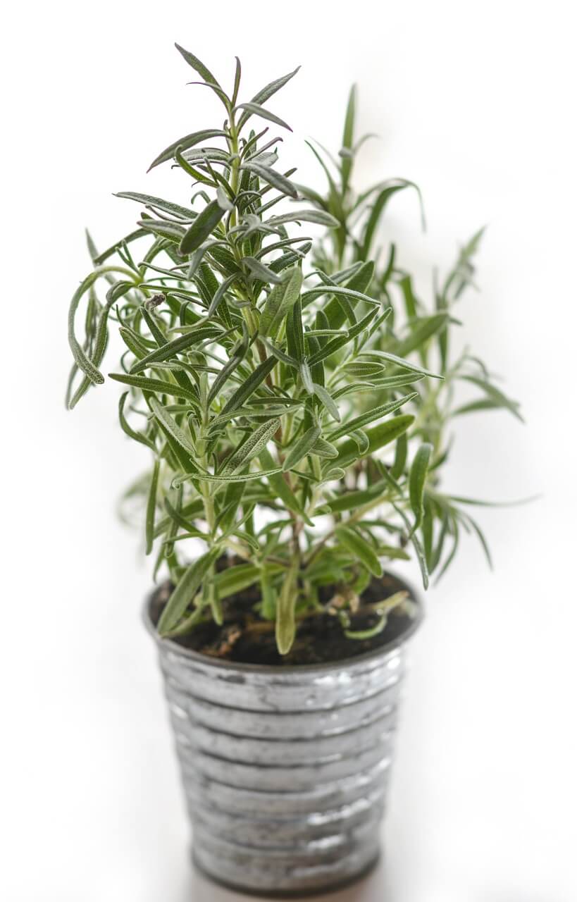 Rosemary plant gift