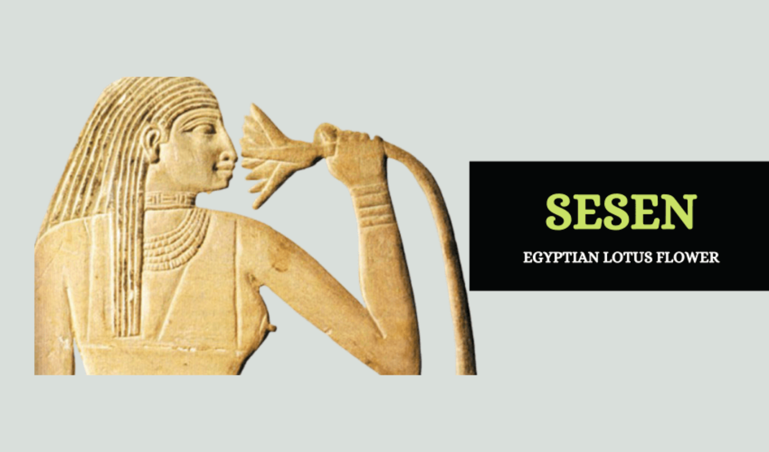 Sesen Ancient Egyptian Lotus Flower Symbol Sage