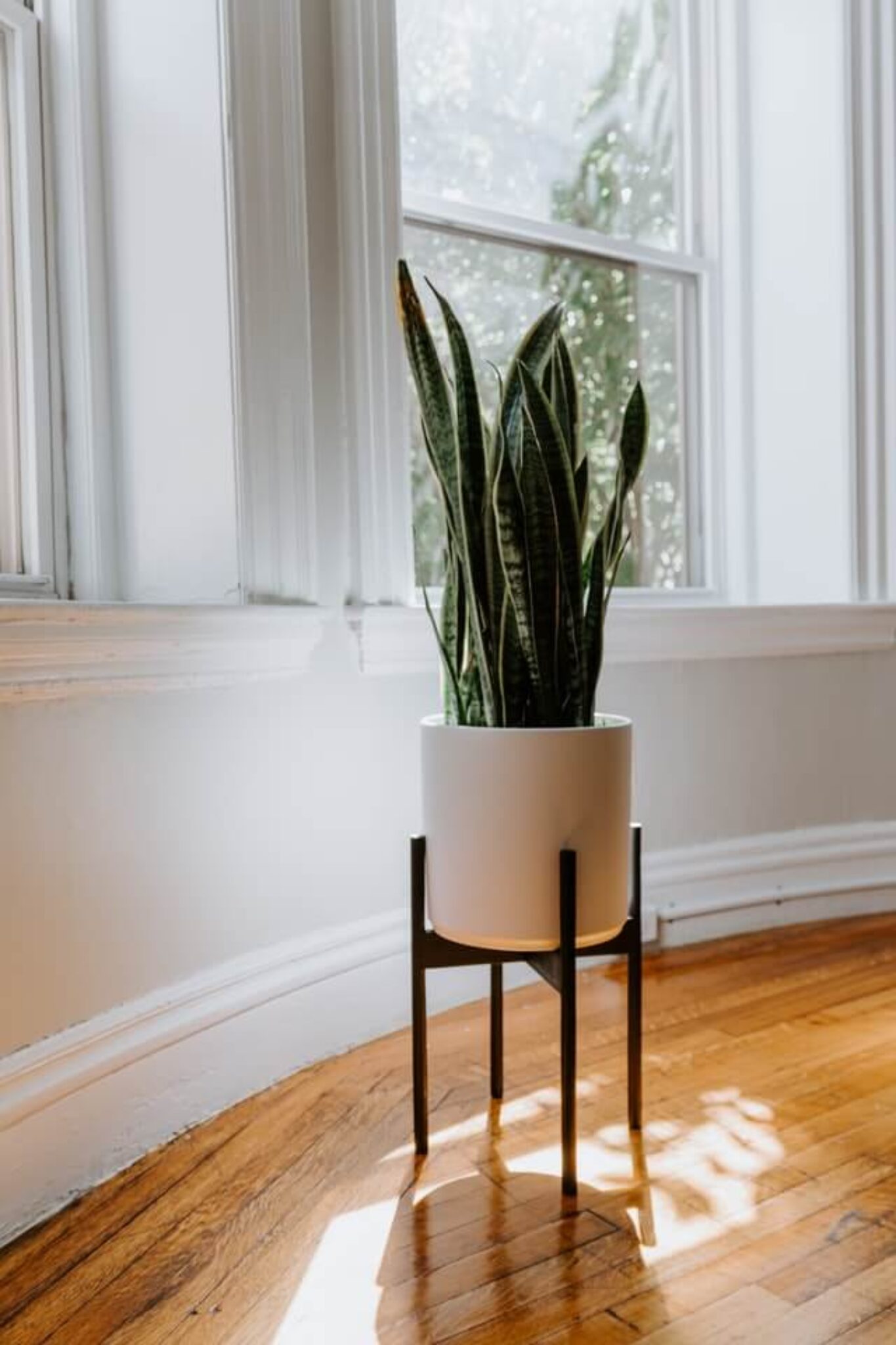 Best Plants as Housewarming Gifts (A Practical Guide