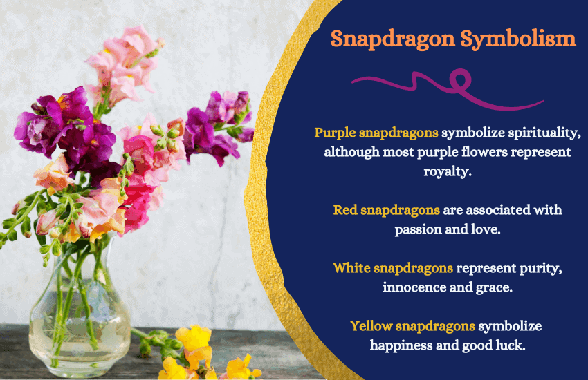 Snapdragon flower meaning