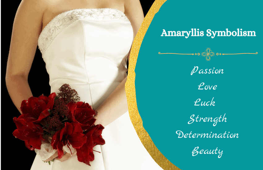 Symbolism of amaryllis