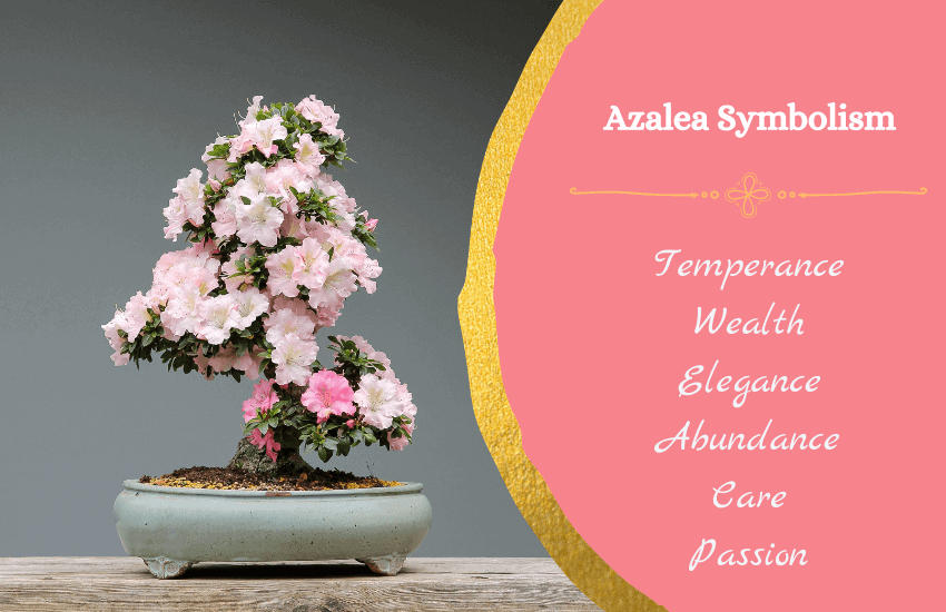 Symbolism of azalea