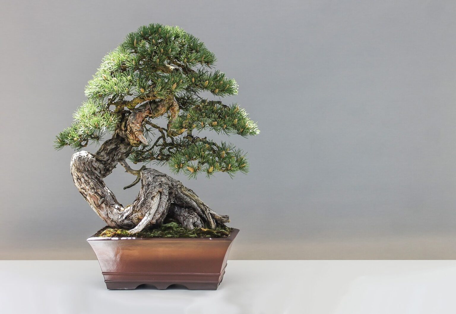 Great What Does A Bonsai Tree Represent in the year 2023 The ultimate guide 