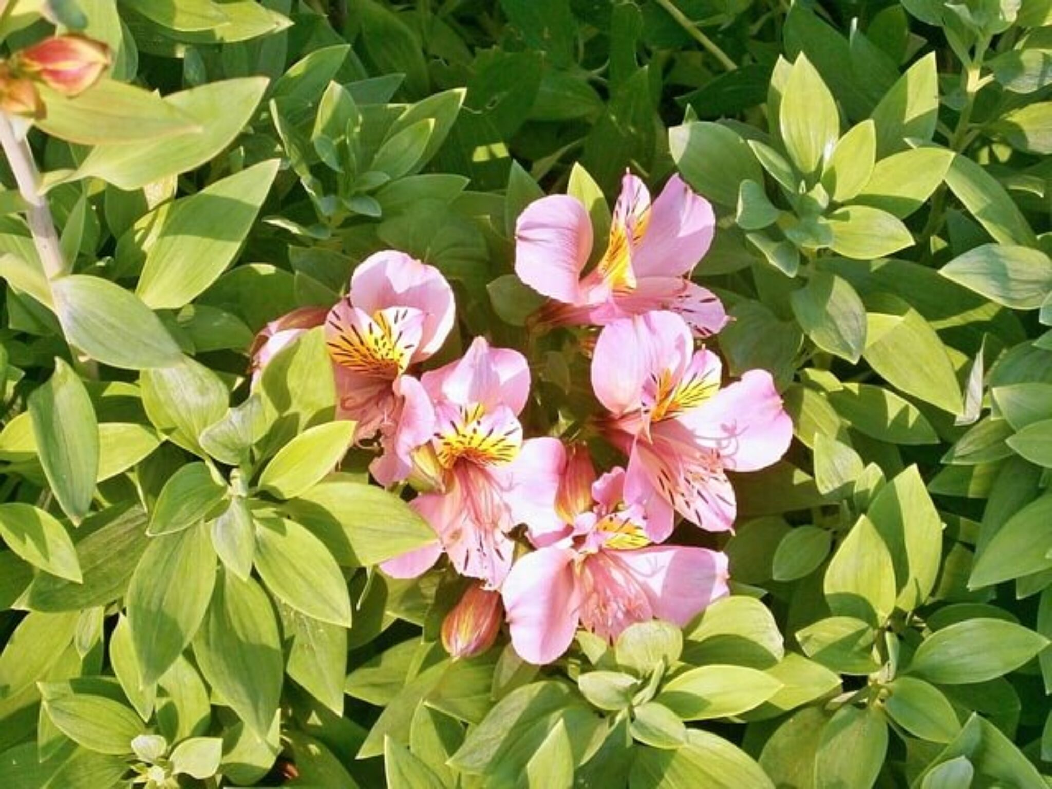 8+ Alstroemeria Meaning Alstroemeria – Meaning and Symbolism - Symbol Sage