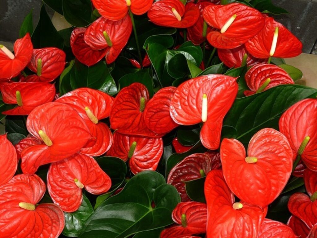 The Anthurium Flower A Symbol of Passion and Prosperity Symbol Sage