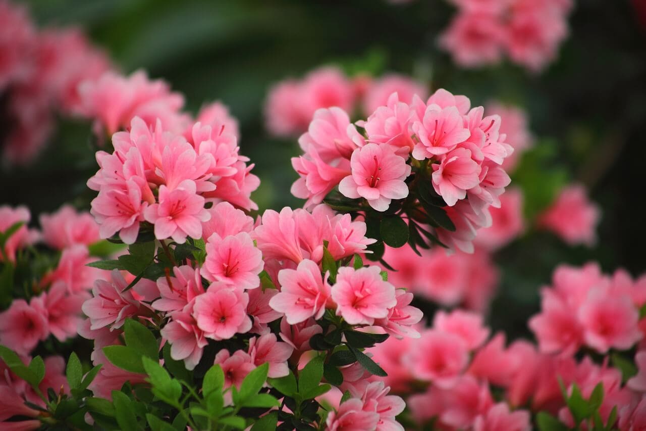 Azalea Flower – Meaning and Symbolism Symbol Sage