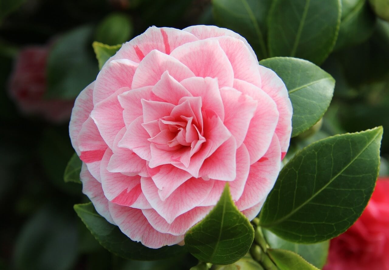 Pink camellia flower close up